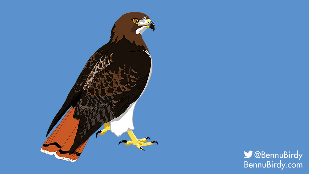 red_tailed_hawk