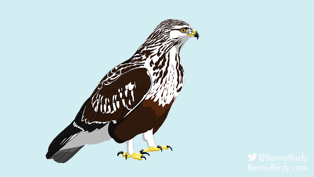 rough_legged_hawk