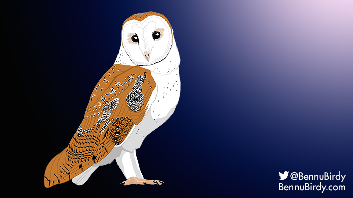 barn_owl