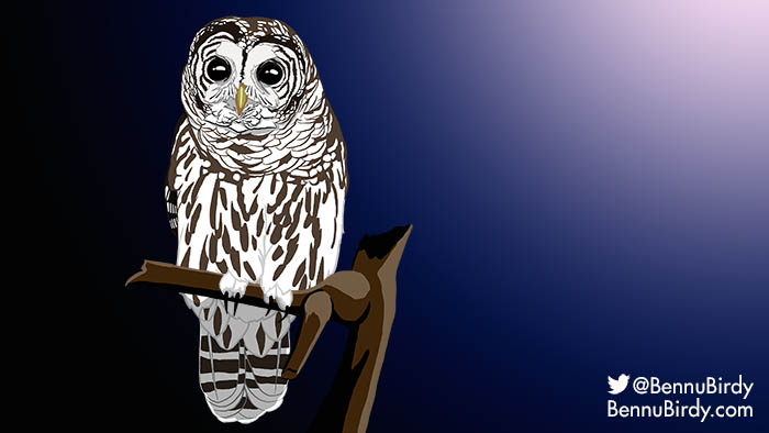 barred_owl