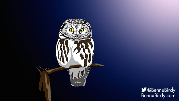 boreal_owl