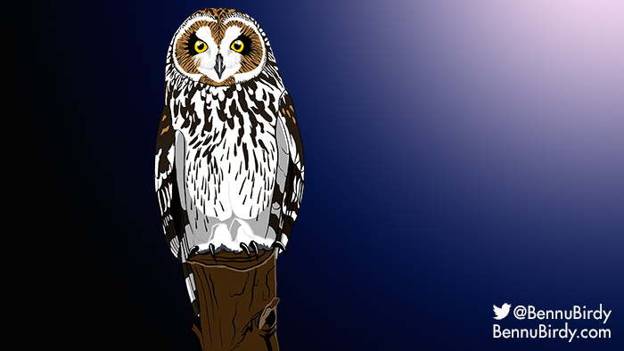 short_eared_owl