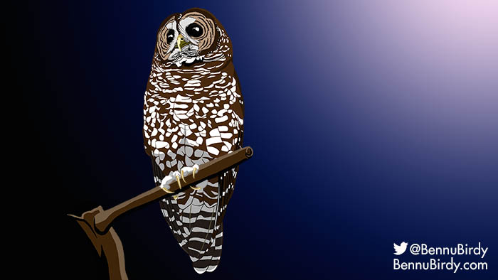 spotted_owl