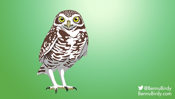 burrowing_owl