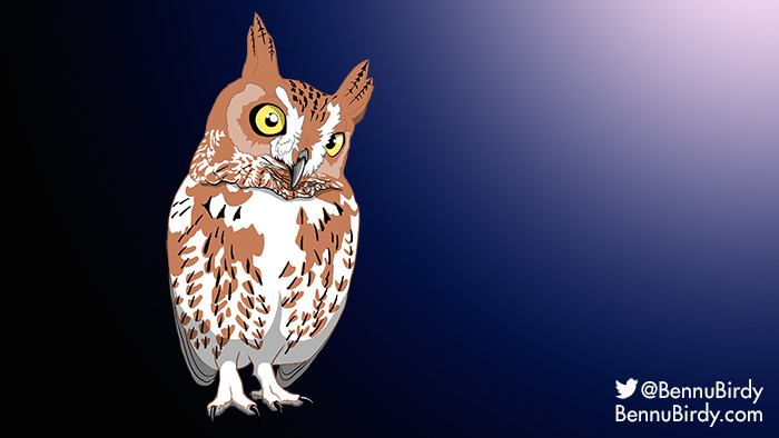 eastern_screech_owl