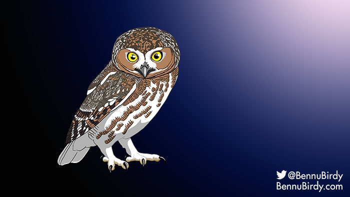 elf_owl