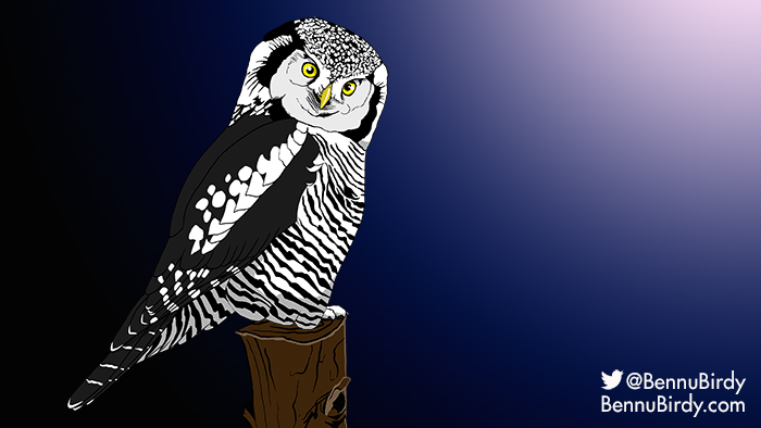 northern_hawk_owl