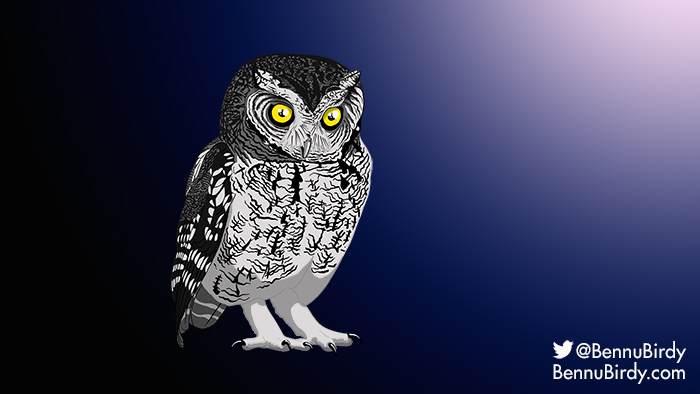 whiskered_screech_owl