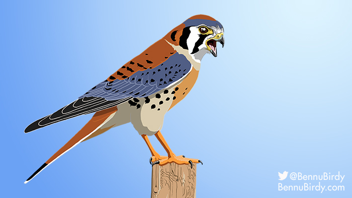 american_kestrel.jpg