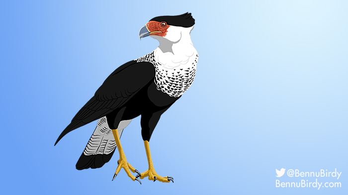 crested_caracara.jpg