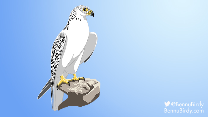 gyrfalcon.jpg