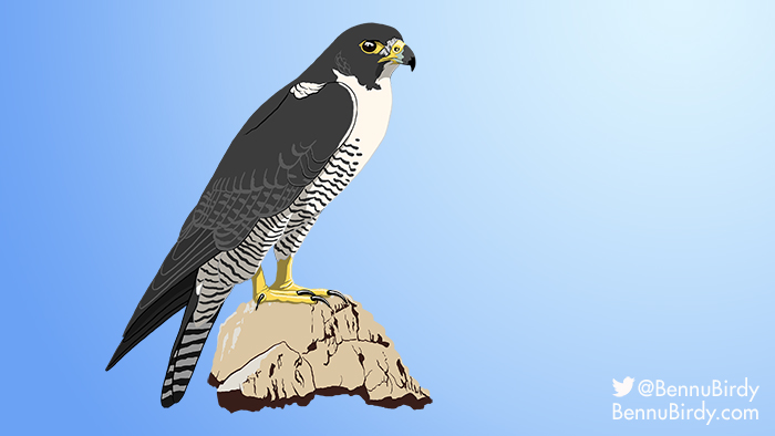 peregrine_falcon