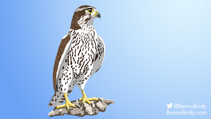 prairie_falcon