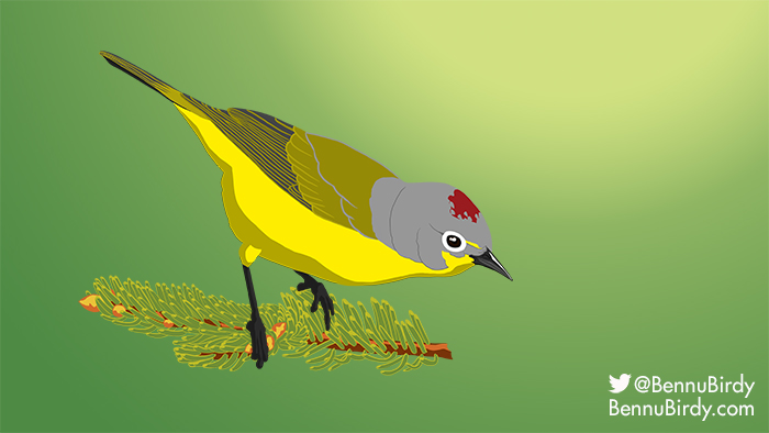 nashville_warbler