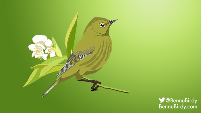 orange_crowned_warbler.jpg