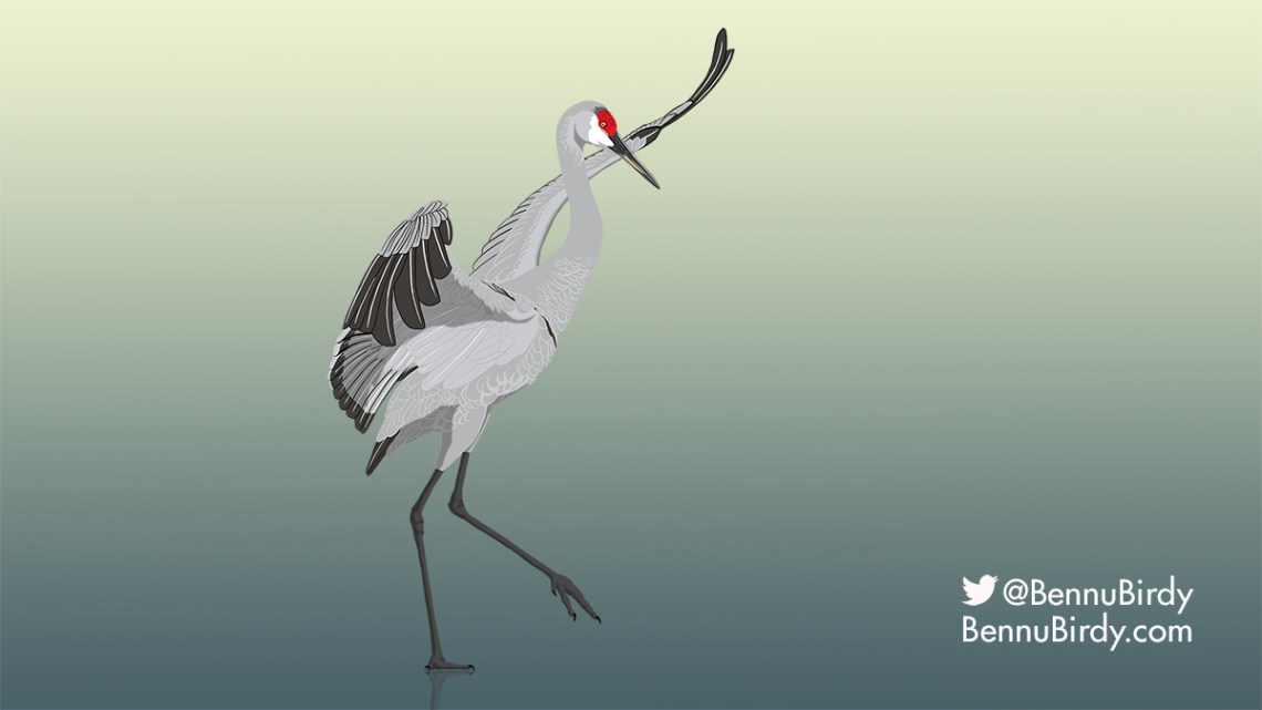 sandhill_crane.jpg