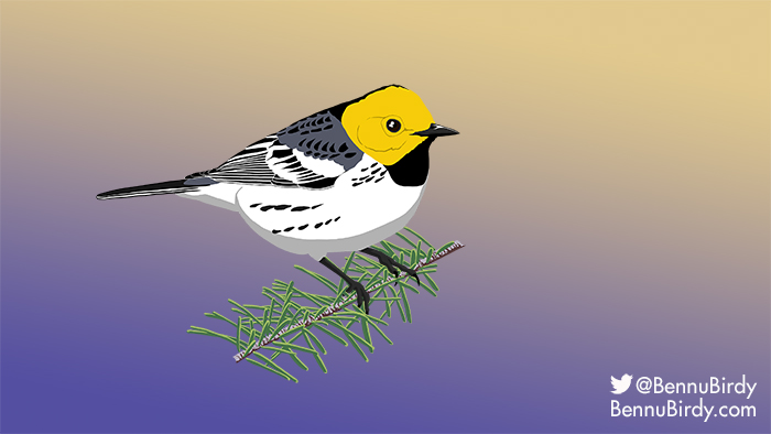 hermit_warbler.jpg
