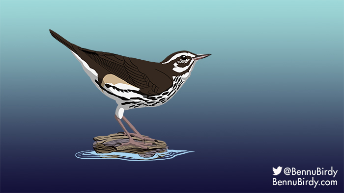 louisiana_waterthrush.jpg