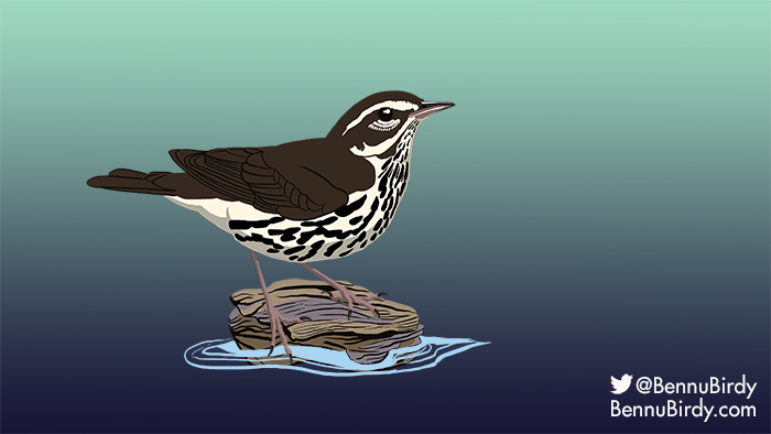 northern_waterthrush