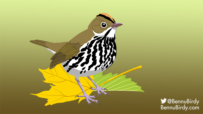 ovenbird