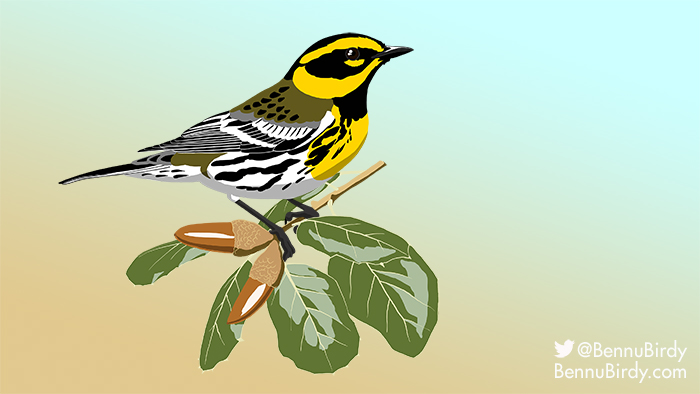 townsends_warbler