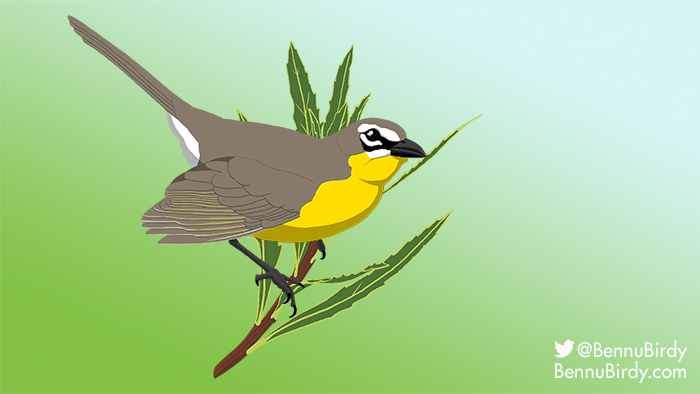 yellow_breasted_chat