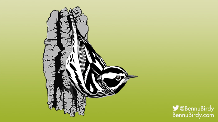 black_and_white_warbler.jpg