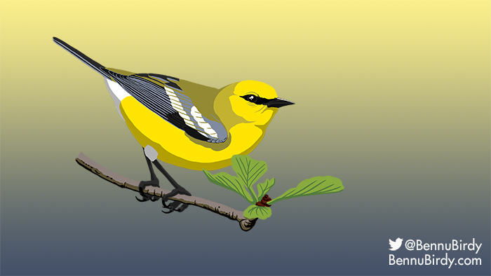 blue_winged_warbler