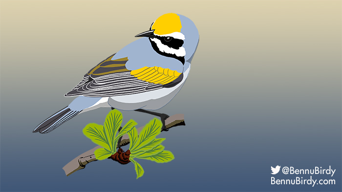 golden_winged_warbler