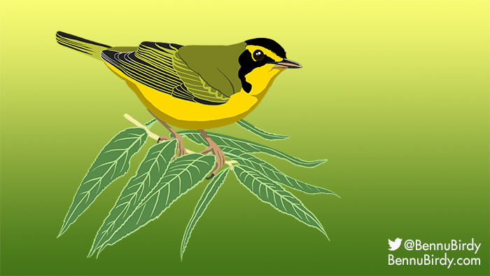 kentucky_warbler.jpg