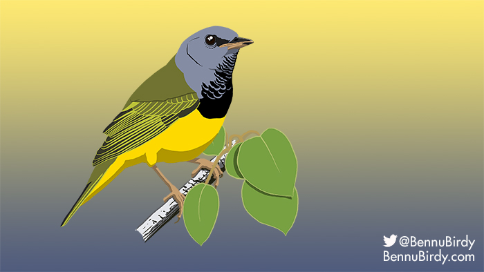 mourning_warbler