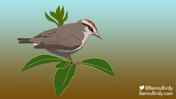swainsons_warbler.jpg