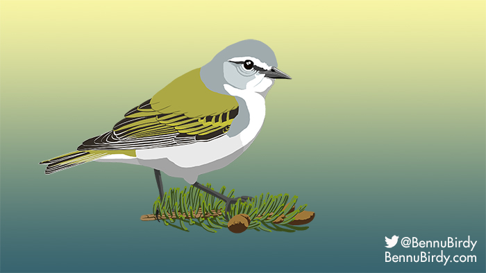 tennessee_warbler