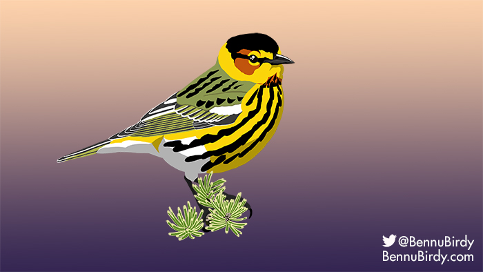 cape_may_warbler.jpg