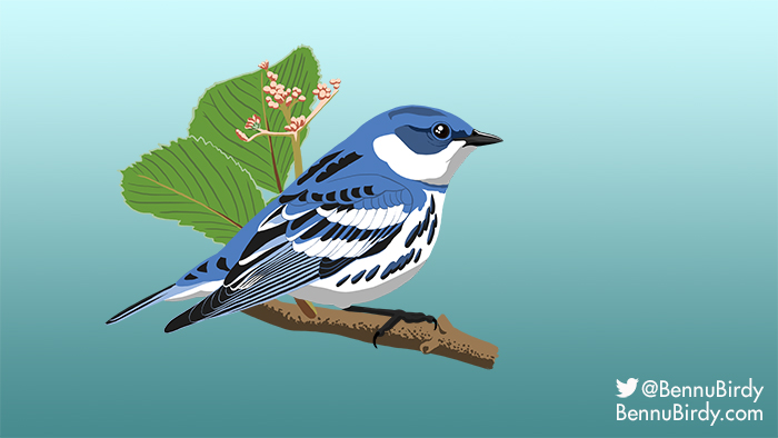 cerulean_warbler.jpg