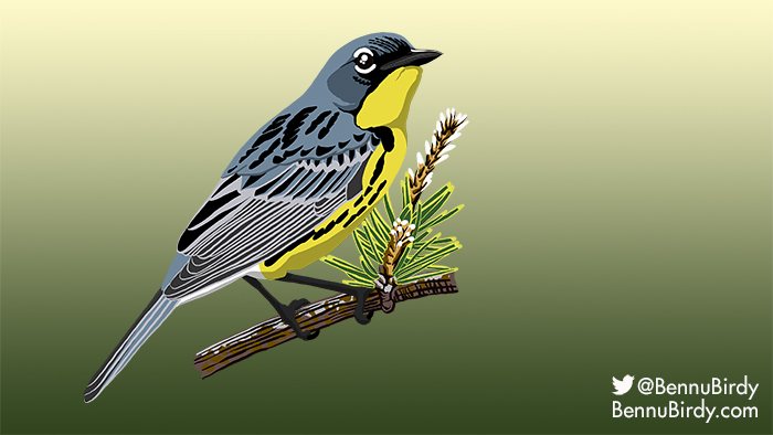 kirtlands_warbler.jpg