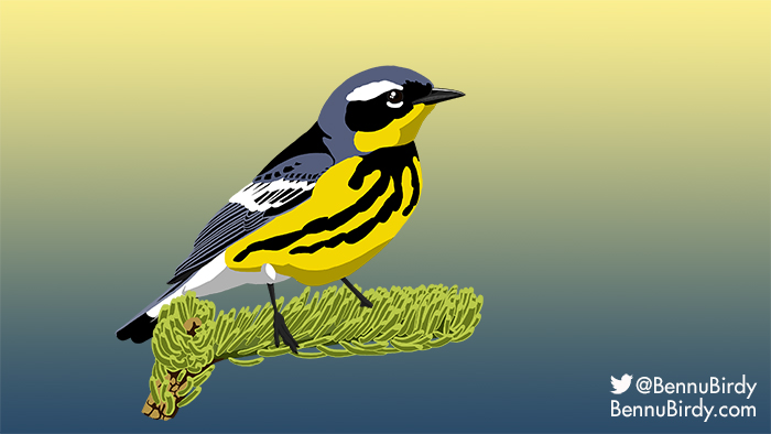 magnolia_warbler