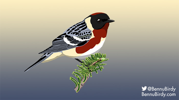 bay_breasted_warbler.jpg