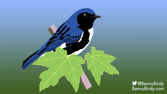 black_throated_blue_warbler.jpg