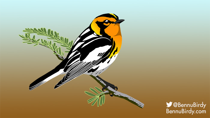 blackburnian_warbler.jpg
