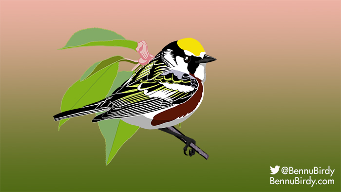 chestnut_sided_warbler.jpg