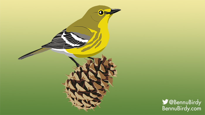 pine_warbler.jpg