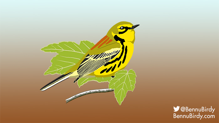 prairie_warbler.jpg