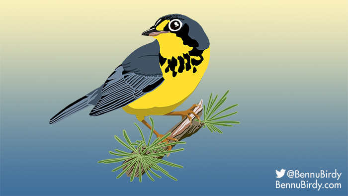canada_warbler.jpg