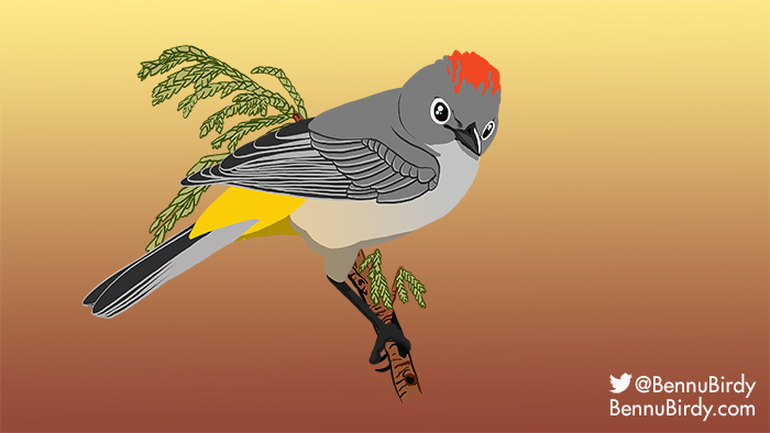 colima_warbler