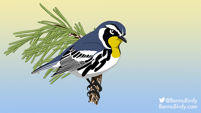 yellow_throated_warbler