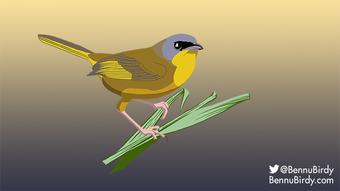gray_crowned_yellowthroat.jpg